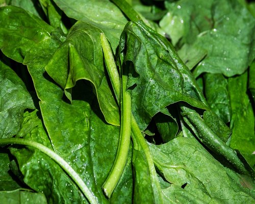 Green spinach leaves